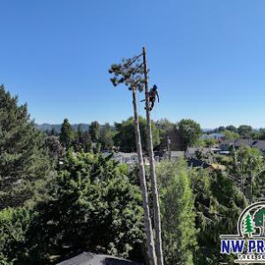 NW Premier Tree Services