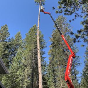 Treescapes, Inc. Pruning, Removal & Landscape Specialists