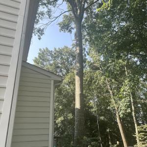 J&C Tree Services