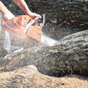 Clear Creek Tree Service