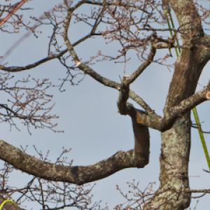 BP Tree Services