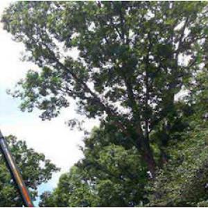 Rockaway NJ Tree Service