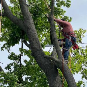 J & A Tree Service