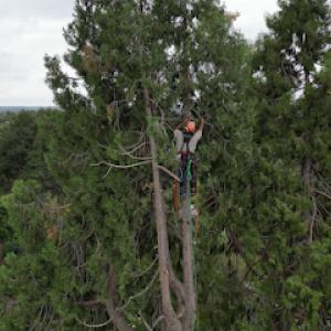 A-1 Tree Service & Stump Removal