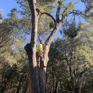 Northcali Landscaping & Tree Services