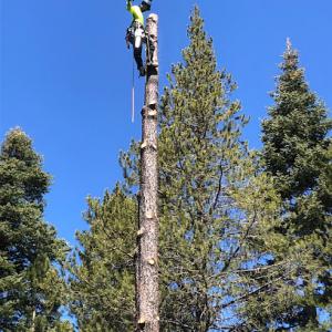 Eagle Tree Service