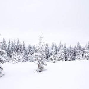 Choose & Cut Fraser Firs