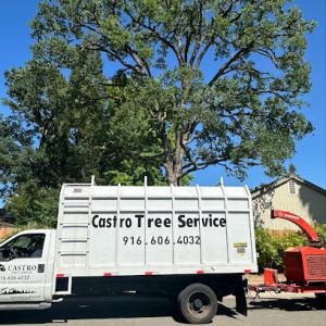 Castro's Tree Service