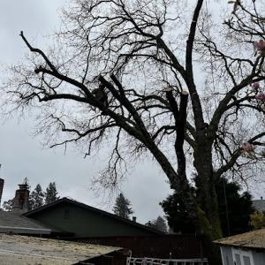 Abraham's Professional Tree Service