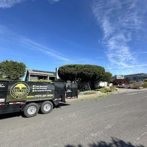 Terra verde tree service