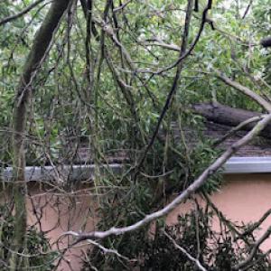 Junior's Tree Services