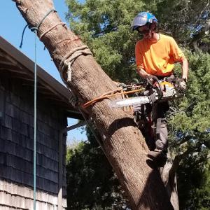 All American Tree Surgeons