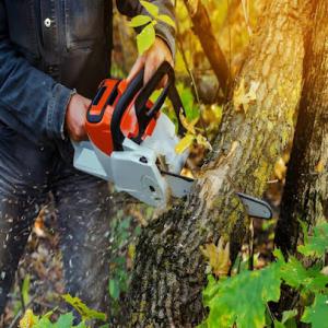 Platinum Tree Service Madison Heights