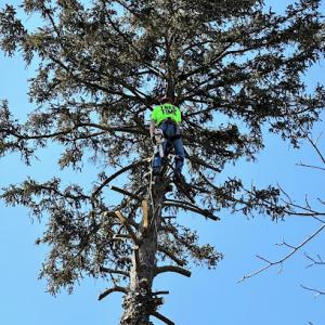 Tree Time Tree Service