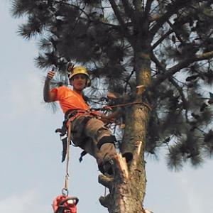 Adam's Tree Care
