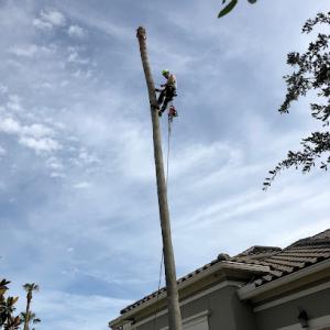 Tree Pros & Landscaping