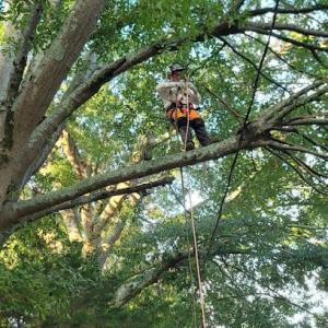 A&M Tree Service ISA Certified Arborist Insured Seneca