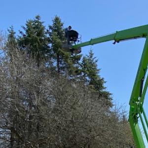 Breckinridge Tree Service