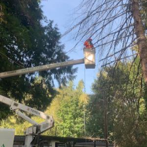 Luisiana Tree Services