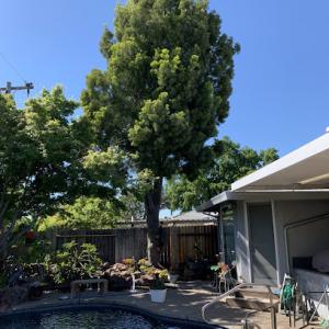 Giovanni's Tree Service