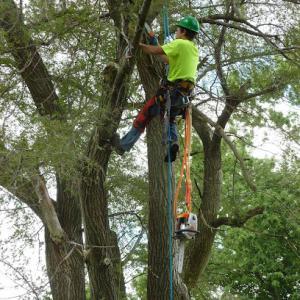 Bodey Family Tree Service