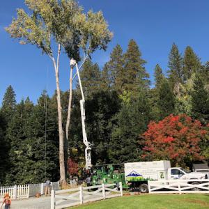 Alley Tree & Landscape