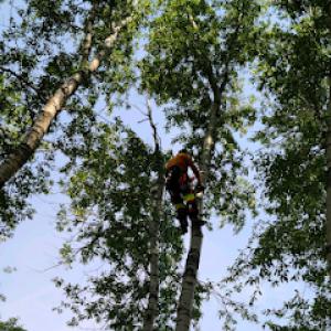 Never Stumped Tree Service