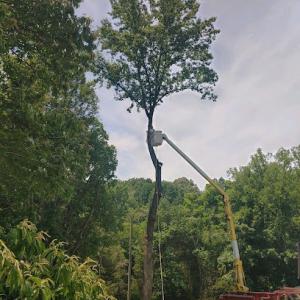 Kelley's Tree Service