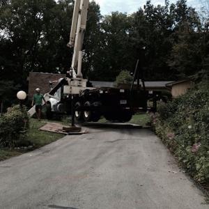 Economy Springfield Tree Service