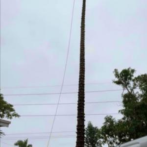 Ecoparadise LLC Tree Service