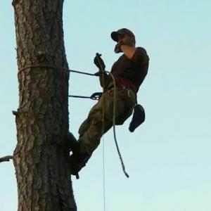 Tree Frog Tree Service