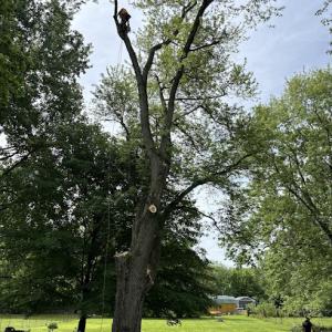 Salmon's Tree Service