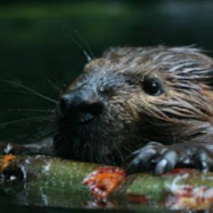 Duran's Tree Service