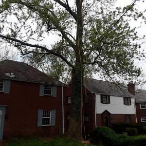 True Blue Tree Service