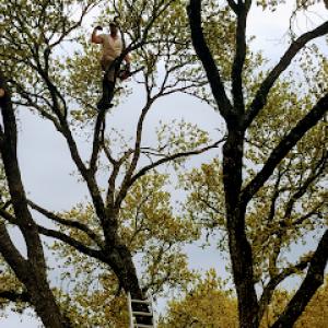 Koehne’s Tree Service