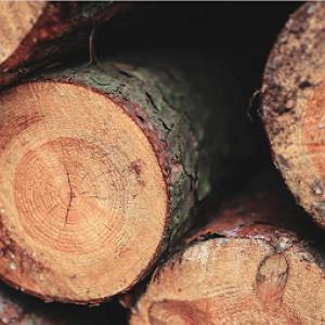 Vergara Tree Service & Demolition