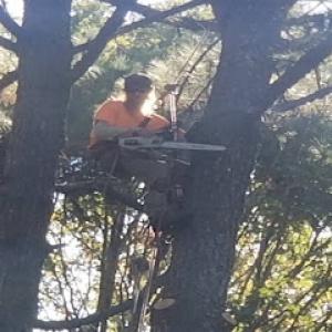 Red's Tree Service & Firewood