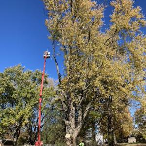 Brubaker Tree Service