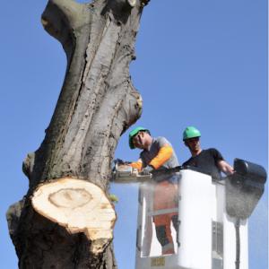 Warrensburg Tree Services