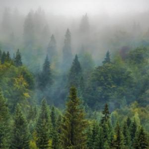 Humble Tree Professionals