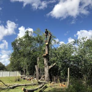 Tree Hound Tree Service