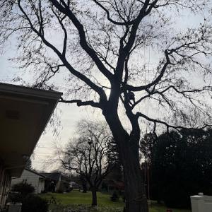 Third Coast Tree Service