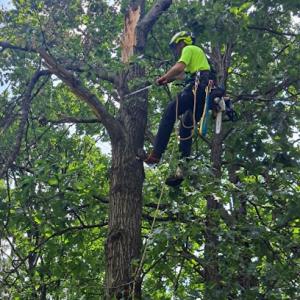 Tom's Tree Care