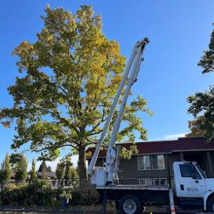 Big R Tree Service