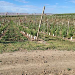 Whitney's Tree Grafting