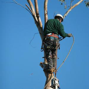 Hesperia Tree Care