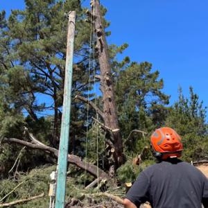 Estrada Tree Service