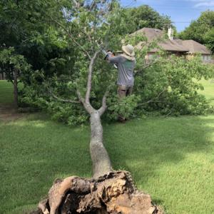 Denton Complete Tree Removal