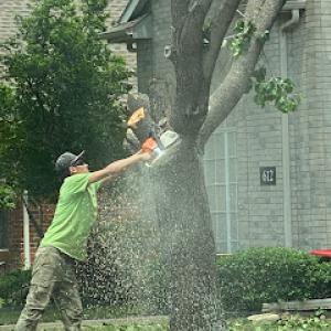 Rivera’s Tree Service