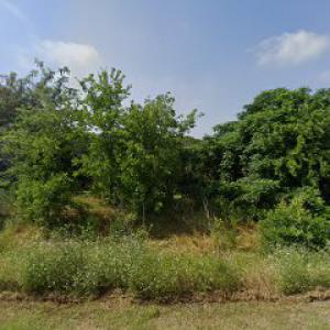 Tree Dimensional - Tree Surveys & Assessments